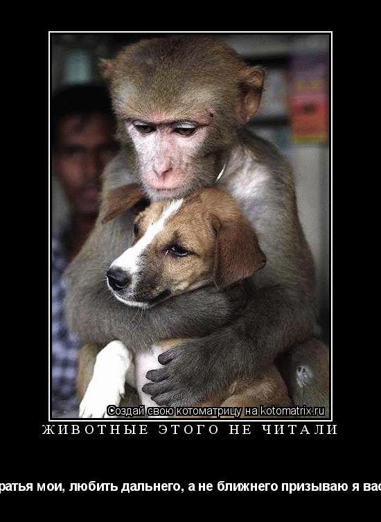 Котоматрица: Животные этого не читали Братья мои, любить дальнего, а не ближнего призываю я вас. 