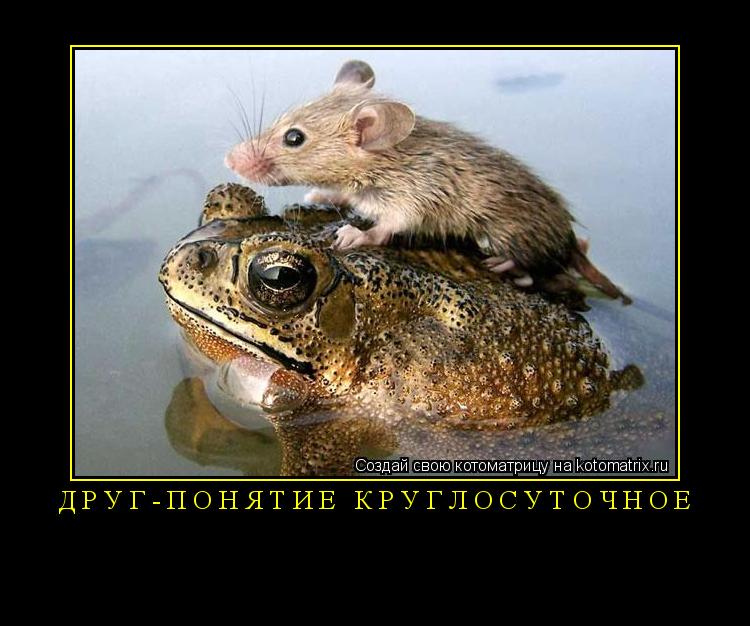 ДРУГ-понятие круглосуточное ... Котоматрица: ДРУГ-понятие круглосуточное