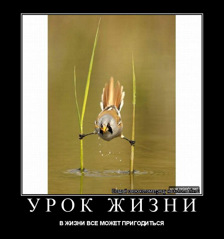 УРОК ЖИЗНИ В ЖИЗНИ ВСЕ МОЖЕТ ПРИГОДИТЬСЯ... Котоматрица: УРОК ЖИЗНИ В ЖИЗНИ ВСЕ МОЖЕТ ПРИГОДИТЬСЯ