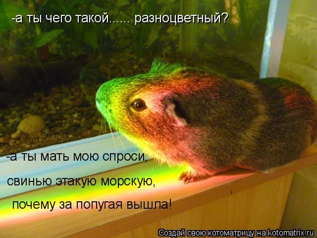 Котоматрица: -а ты чего такой...... разноцветный? -а ты мать мою спроси,  свинью этакую морскую,   почему за попугая вышла!
