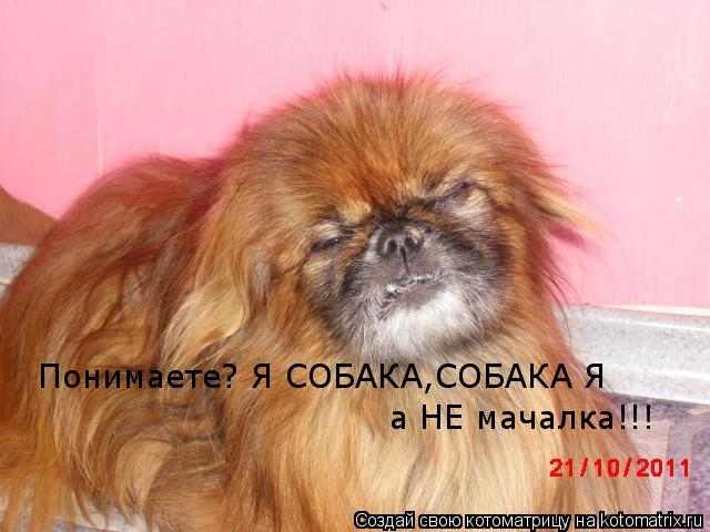 Котоматрица: Понимаете? Я СОБАКА,СОБАКА Я  а НЕ мачалка!!!