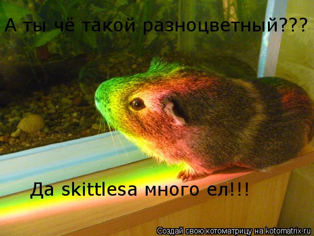 Котоматрица: А ты чё такой разноцветный??? Да skittlesа много ел!!!