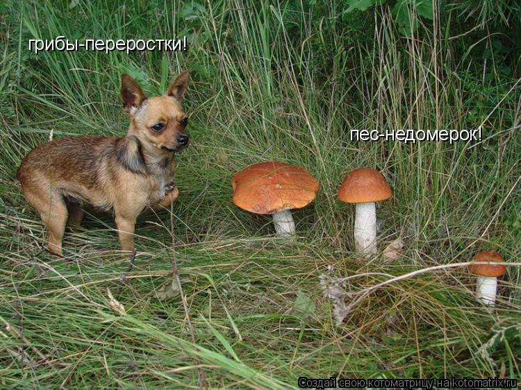 Котоматрица: грибы-переростки! пес-недомерок!