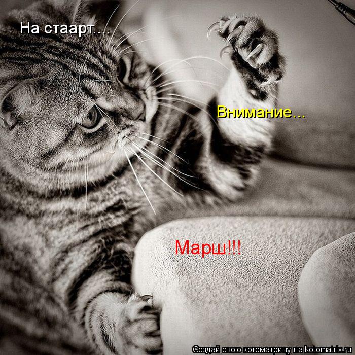 Котоматрица: На стаарт.... Внимание... Марш!!!