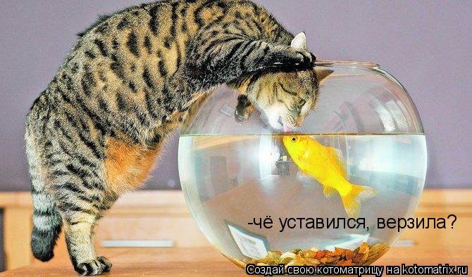 Котоматрица: -чё уставился, верзила?