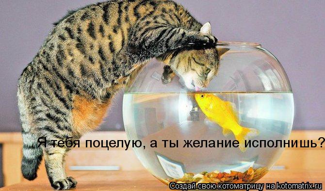 Котоматрица: Я тебя поцелую, а ты желание исполнишь?