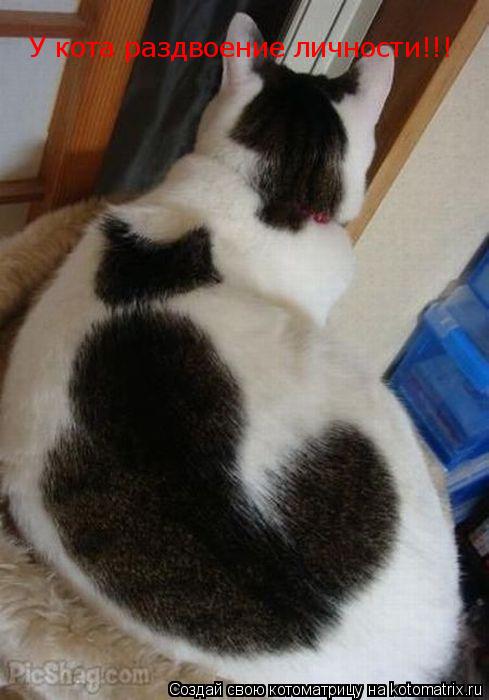 Котоматрица: У кота раздвоение личности!!!