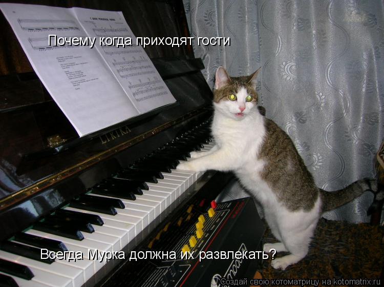 Котоматрица: Почему когда приходят гости Всегда Мурка должна их развлекать?