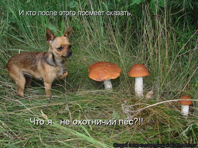 Котоматрица: И кто после этого посмеет сказать, Что я - не охотничий пёс?!!