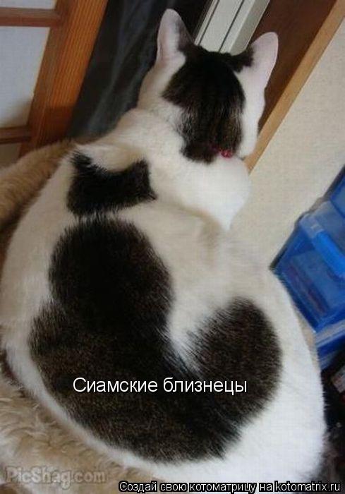 Котоматрица: Сиамские близнецы