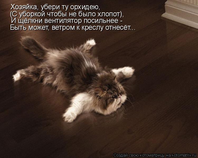 Котоматрица: Хозяйка, убери ту орхидею, (С уборкой чтобы не было хлопот), И щёлкни вентилятор посильнее - Быть может, ветром к креслу отнесёт...