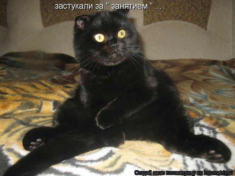Котоматрица: застукали за " занятием " ... 
