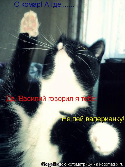 Котоматрица: О комар! А где....... Да, Василий говорил я тебе: Не пей валерианку!