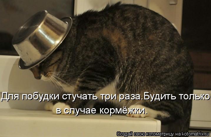 Котоматрица: Для побудки стучать три раза.Будить только в случае кормёжки.