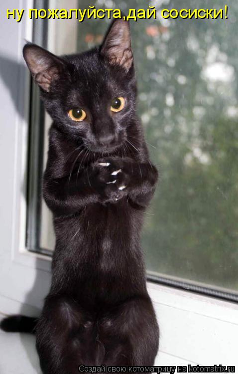 Котоматрица: ну пожалуйста,дай сосиски!