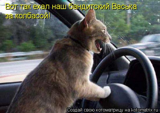 Котоматрица: Вот так ехал наш бандитский Васька за колбасой!