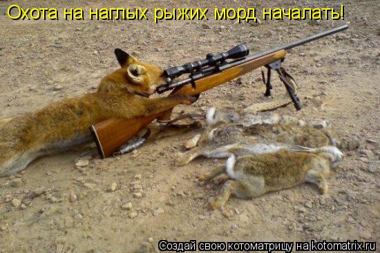 Котоматрица: Охота на наглых рыжих морд началать!