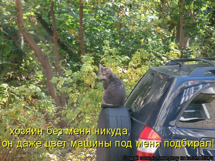 Котоматрица: хозяин без меня никуда, он даже цвет машины под меня подбирал!