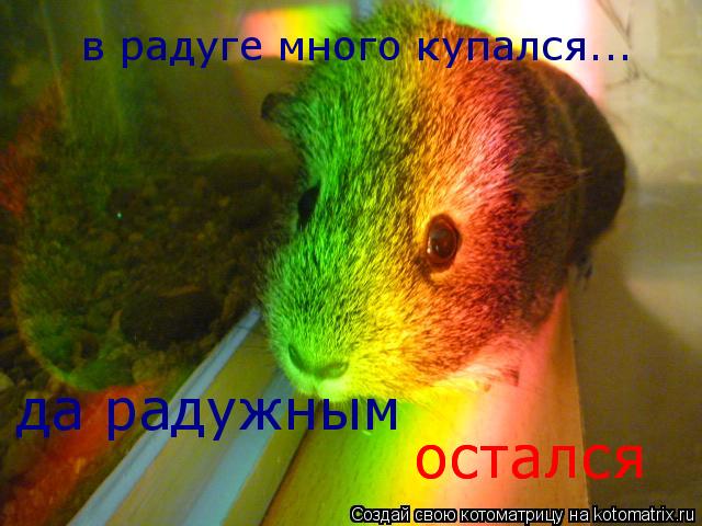 в радуге много купался... да радужным остался остался... Котоматрица: в радуге много купался... да радужным остался остался
