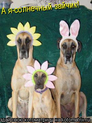 А я-солнечный зайчик! А я-солнечный зайчик!... Котоматрица: А я-солнечный зайчик! А я-солнечный зайчик!
