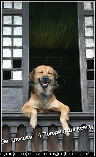 Эй, красава! ;-) Погоди я ща выйду... Котоматрица: Эй, красава! ;-) Погоди я ща выйду