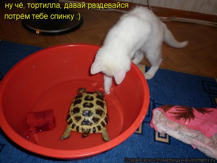 ну чё, тортилла, давай раздевайся потрём тебе спинку :)... Котоматрица: ну чё, тортилла, давай раздевайся потрём тебе спинку :)