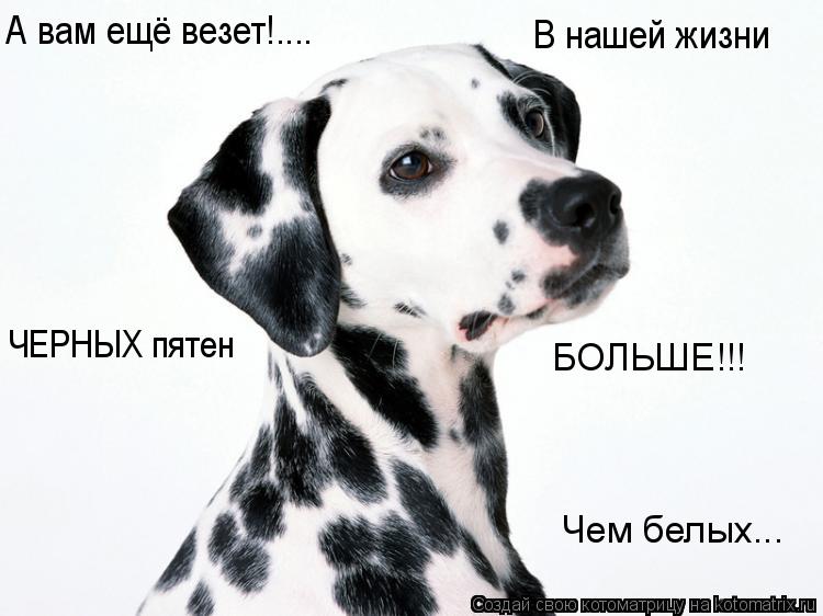А вам ещё везет!.... В нашей жизни ЧЕРНЫХ пятен БОЛЬШЕ!!! Чем белых...... Котоматрица: А вам ещё везет!.... В нашей жизни ЧЕРНЫХ пятен БОЛЬШЕ!!! Чем белых...