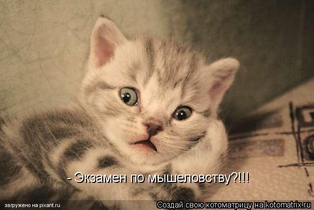 - Экзамен по мышеловству?!!!... Котоматрица: - Экзамен по мышеловству?!!!