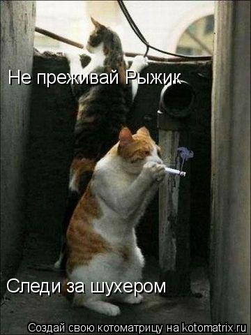 Котоматрица: Следи за шухером Не преживай Рыжик