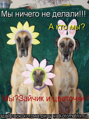 Котоматрица: Мы ничего не делали!!! А кто мы? Мы?Зайчик и цветочки!!!
