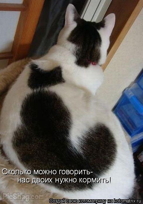 Котоматрица: Сколько можно говорить- нас двоих нужно кормить!