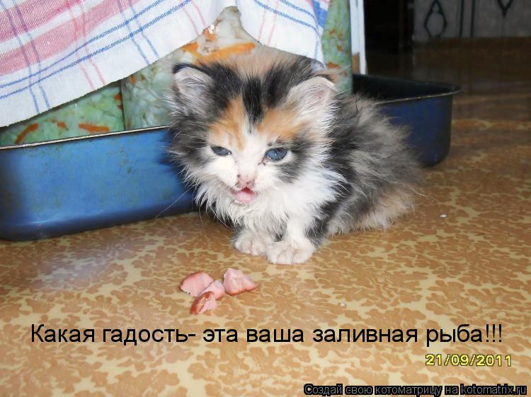 Котоматрица: Какая гадость- эта ваша заливная рыба!!!