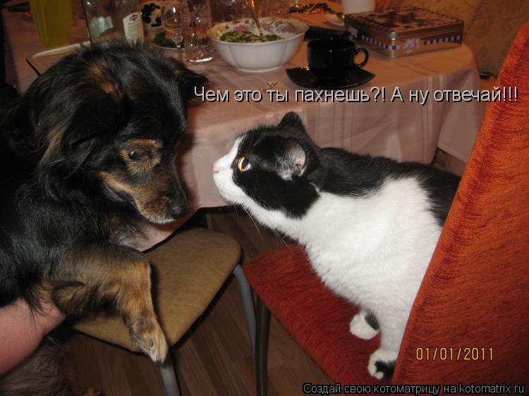 Котоматрица: Чем это ты пахнешь?! А ну отвечай!!!