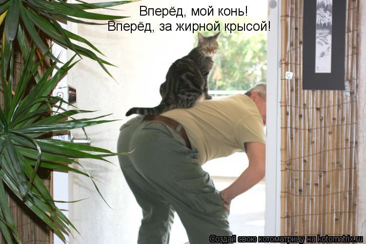 Котоматрица: Вперёд, мой конь! Вперёд, за жирной крысой!