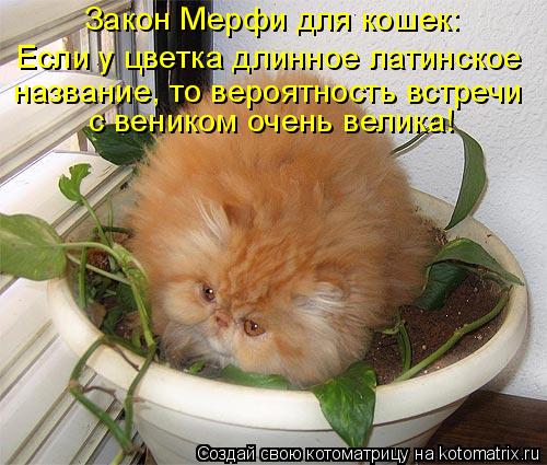 Котоматрица: Закон Мерфи для кошек: Если у цветка длинное латинское  название, то вероятность встречи с веником очень велика!