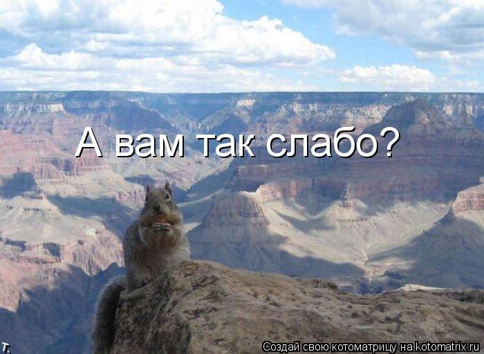 Котоматрица: А вам так слабо?