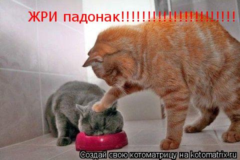 Котоматрица: ЖРИ падонак!!!!!!!!!!!!!!!!!!!!!!