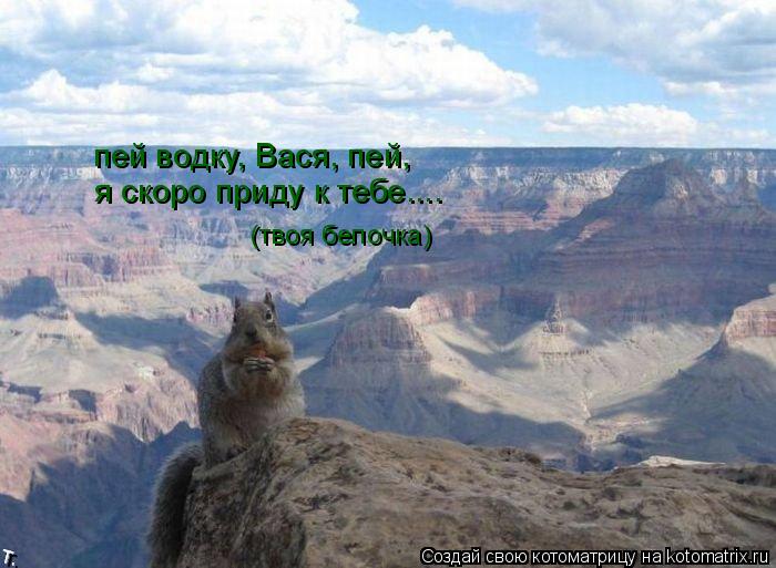 Котоматрица: пей водку, Вася, пей, я скоро приду к тебе.... (твоя белочка)