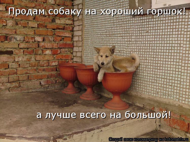 Котоматрица: Продам собаку на хороший горшок! а лучше всего на большой!