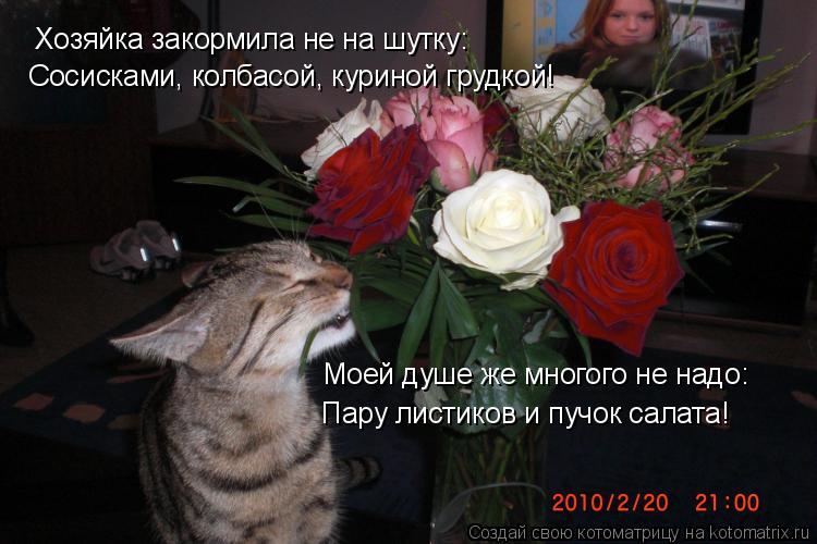 Хозяйка закормила не на шутку: Сосисками, колбасой, куриной грудкой! Моей душе же многого не надо: Па... Котоматрица: Хозяйка закормила не на шутку: Сосисками, колбасой, куриной грудкой! Моей душе же многого не надо: Пару листиков и пучок салата!