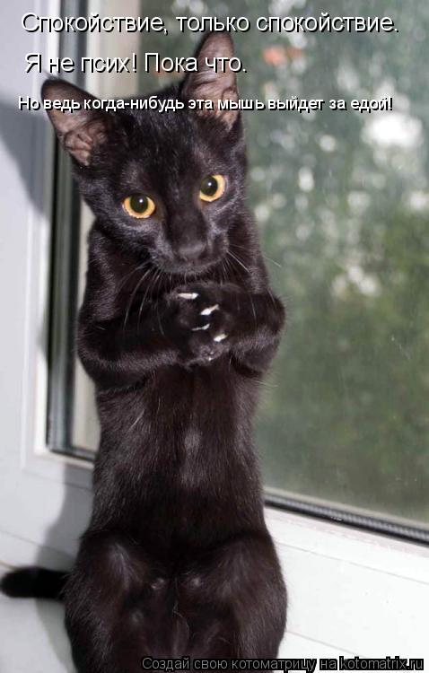 Котоматрица: Спокойствие, только спокойствие. Я не псих! Пока что. Но ведь когда-нибудь эта мышь выйдет за едой! Не вс Но ведь когда-нибудь эта мышь выйдет 
