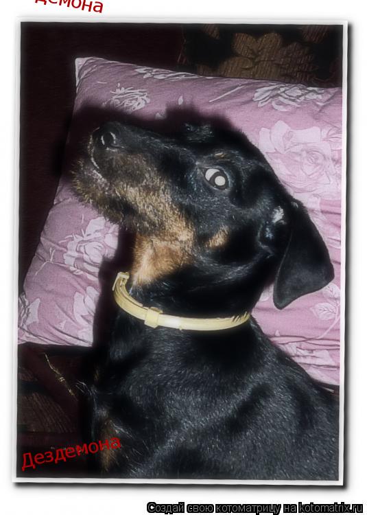 Котоматрица: Дездемона Дездемона Дездемона