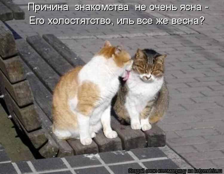 Котоматрица: Причина  знакомства  не очень ясна -  Его холостятство, иль все же весна?