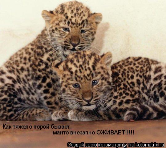 Котоматрица: Как тяжело порой бывает, манто внезапно ОЖИВАЕТ!!!!!
