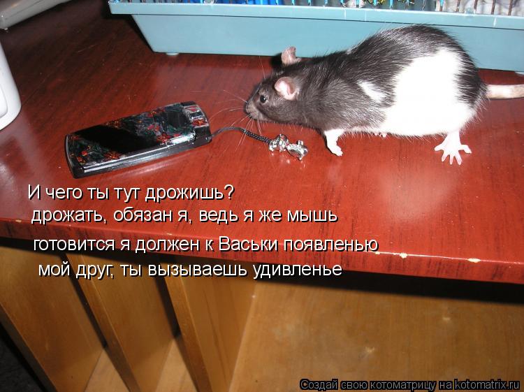 Котоматрица: И чего ты тут дрожишь? дрожать, обязан я, ведь я же мышь готовится я должен к Васьки появленью мой друг, ты вызываешь удивленье