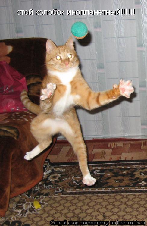 Котоматрица: стой колобок инопланетный!!!!!!