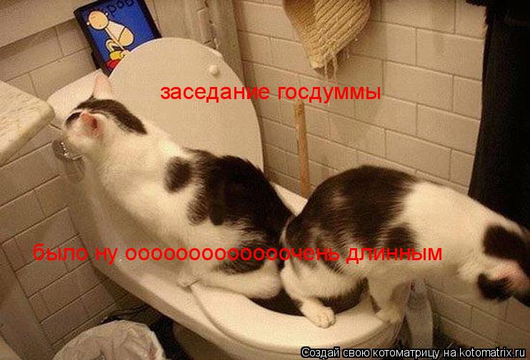 Котоматрица: заседание госдуммы было ну ооооооооооооочень длинным