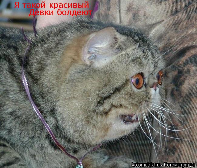 Я такой красивый Девки болдеют Девки болдеют... Котоматрица: Я такой красивый Девки болдеют Девки болдеют