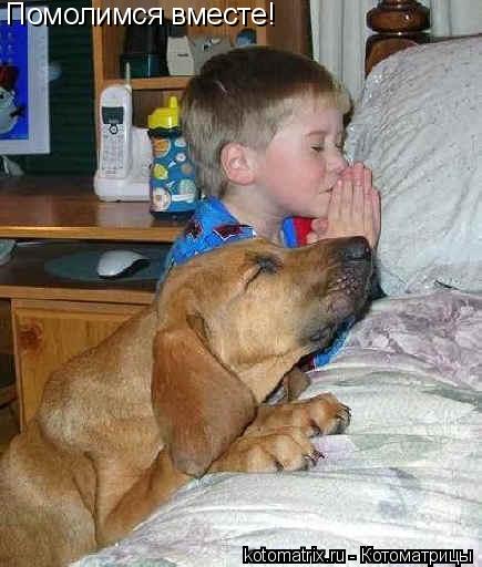 Помолимся вместе!... Котоматрица: Помолимся вместе!