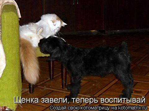 Котоматрица: Щенка завели, теперь воспитывай